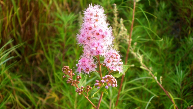 Лекарственные растения дальнего востока