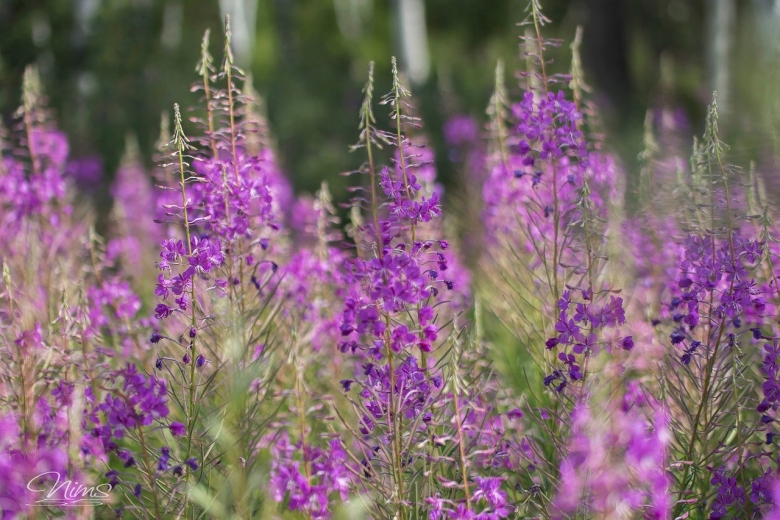 Кипрей узколистный