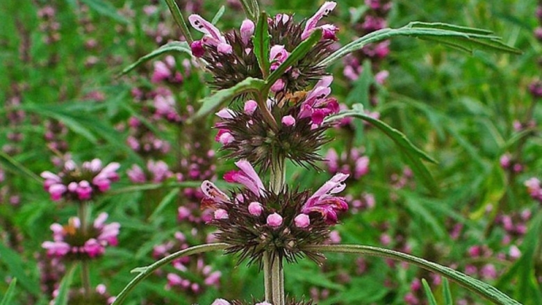 Пустырник Туркестанский