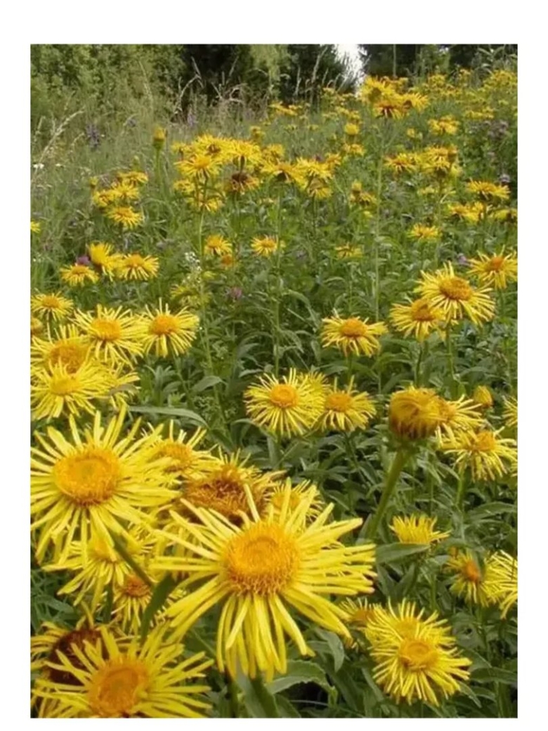 Девясил Сибирский Луговой