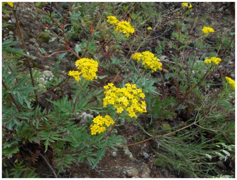 Патриния Сибирская