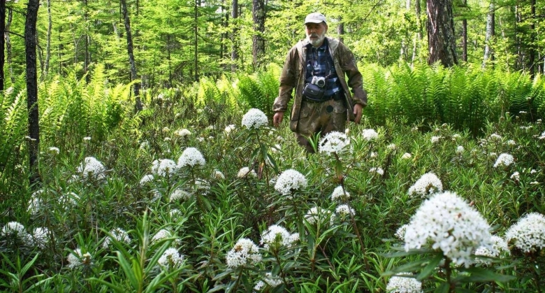 Лекарственные травы Сибири
