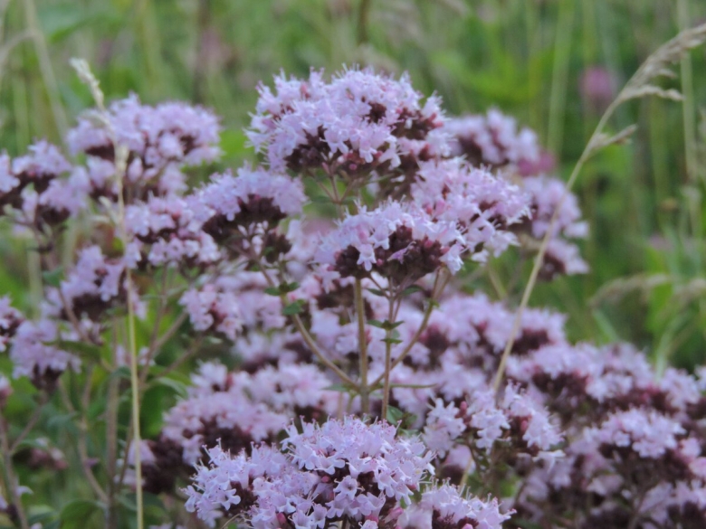 Растения которые растут на Соланчике в Казахстане
