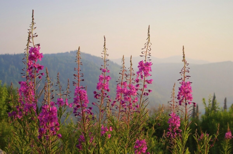 Кипрей узколистный