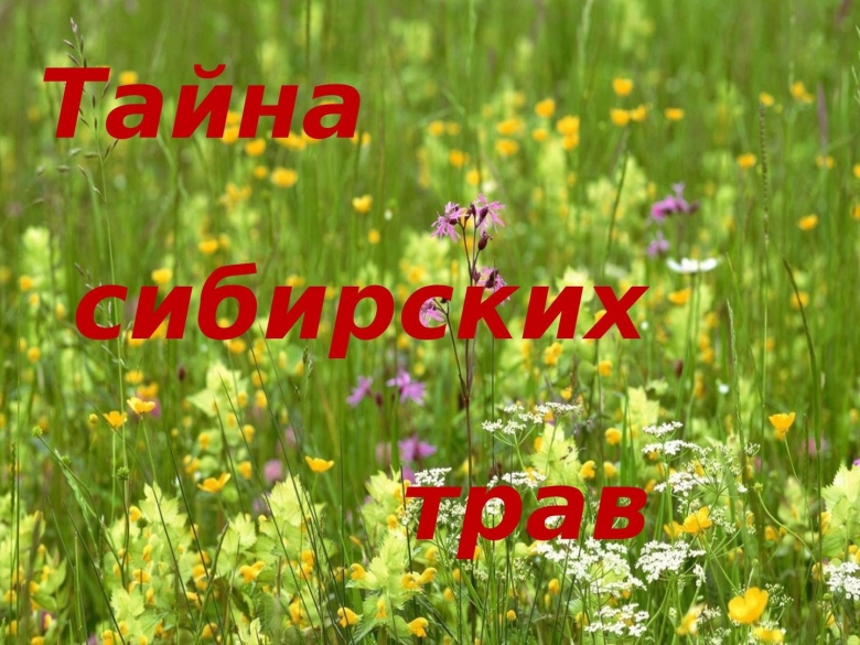 Разнотравье поля луга полевые цветы