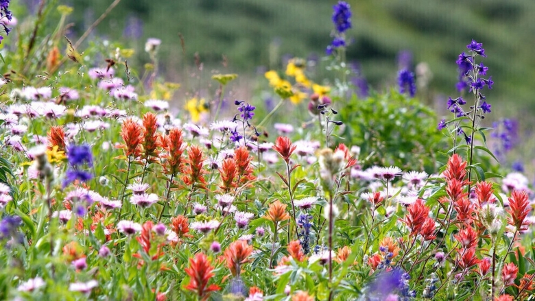 Растения Луга разнотравье