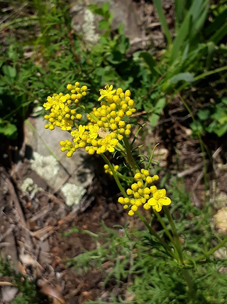 Патриния скабиозолистная