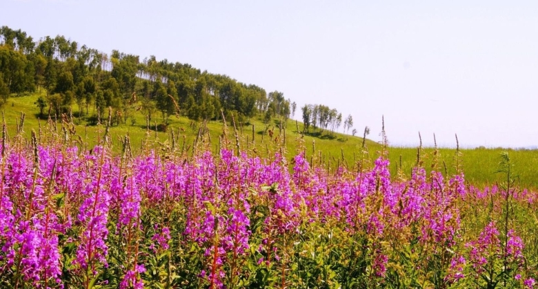 Кипрей узколистный