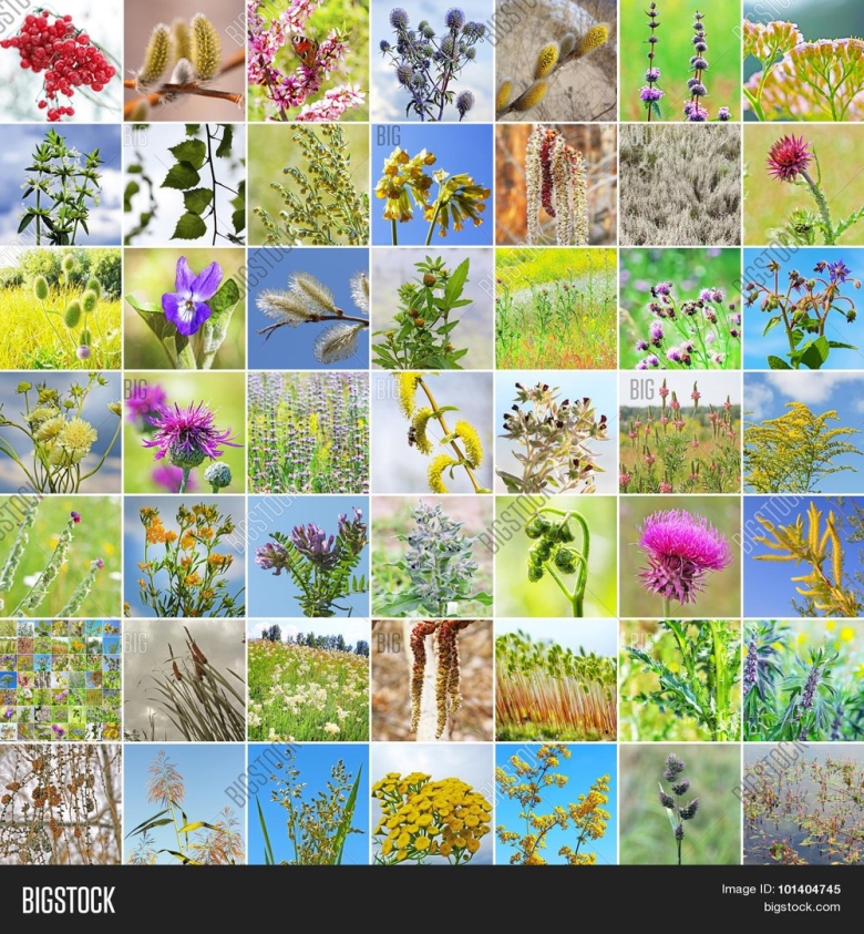 Коллаж из лекарственных растений