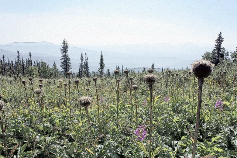 Маралий корень Алтай