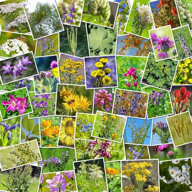 Коллаж из лекарственных растений