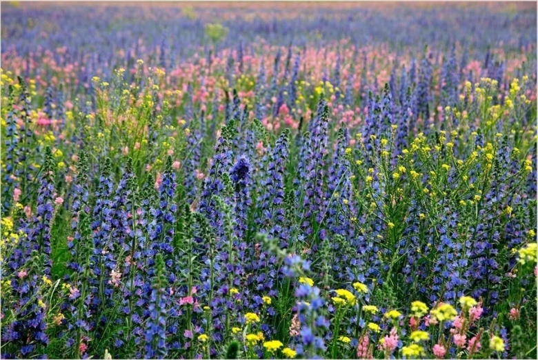 Трава синяк обыкновенный медонос