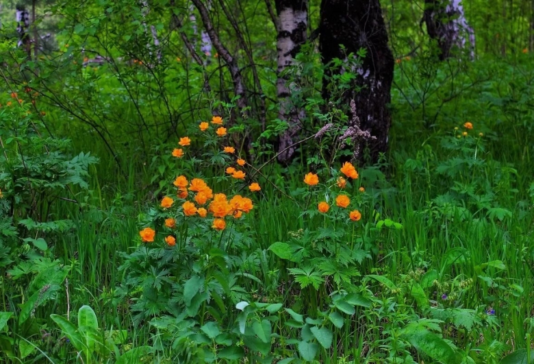 Купальница Сибирская в лесу и огонек Тогучина
