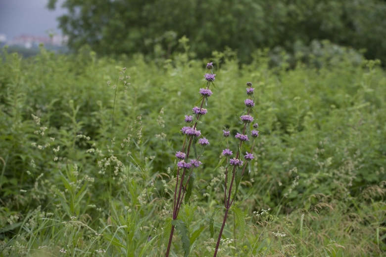 Пустырник Сибирский