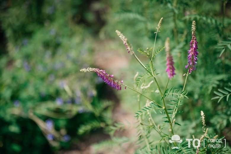 Мышиный горошек растение
