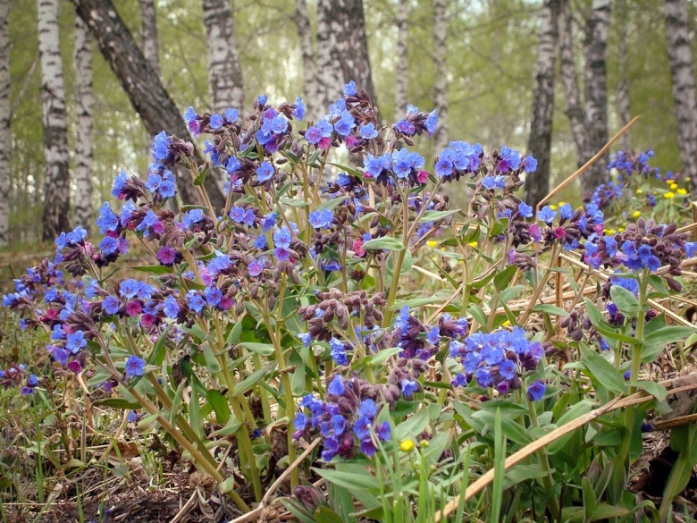Сибирские цветы Медуница