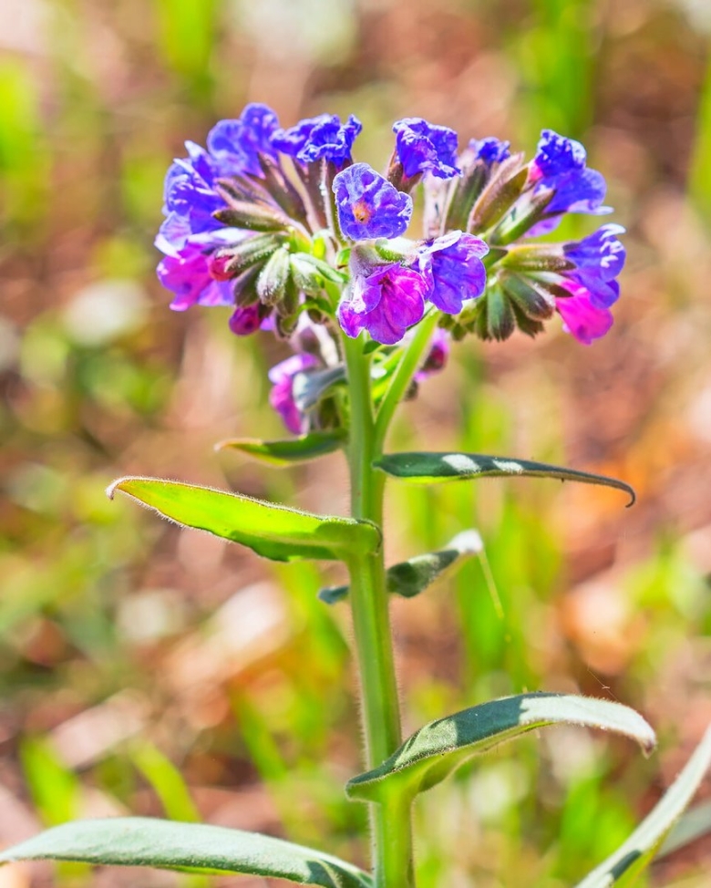 Pulmonaria mollis