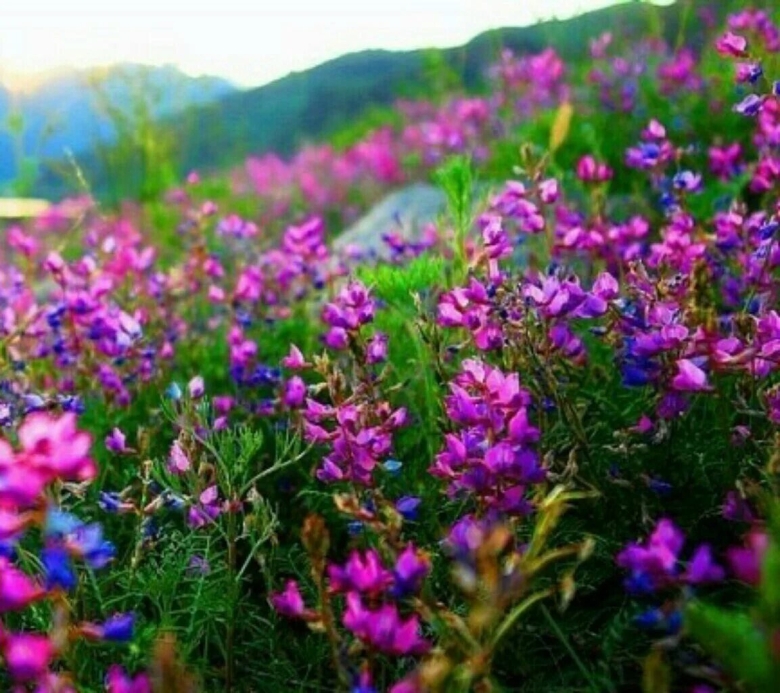 Разнотравье горного алтая