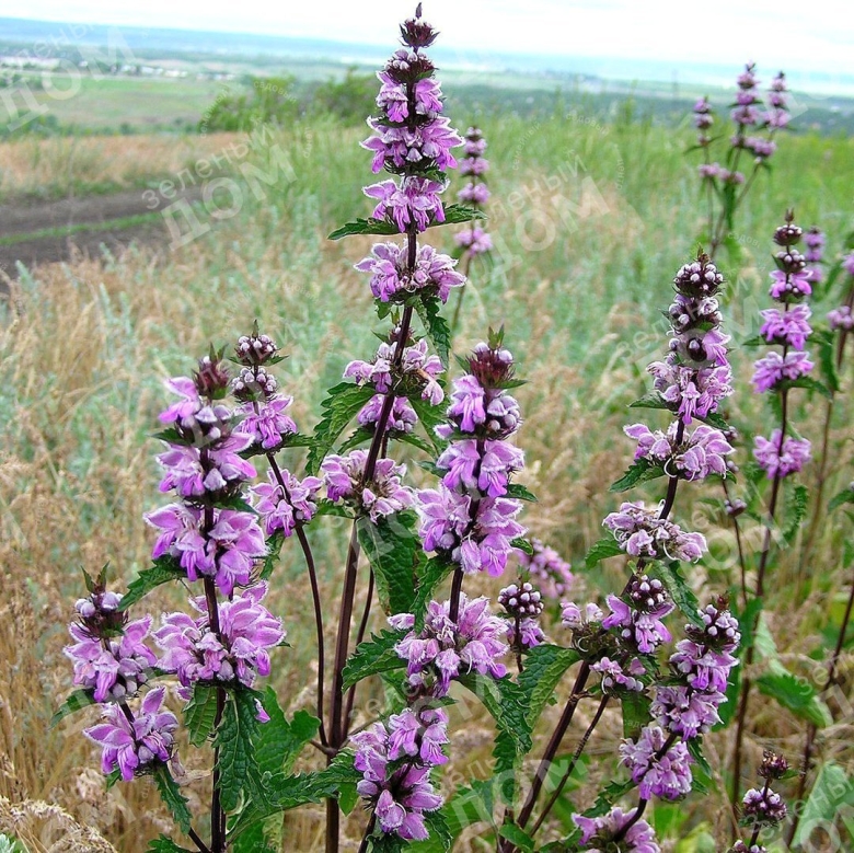 Зопник клубненосный