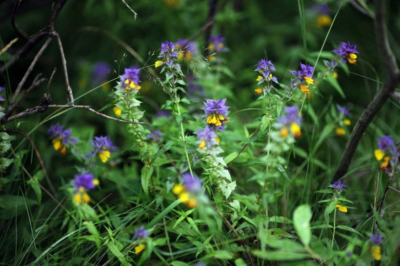 Луговые дикоросы желтые