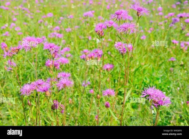 Медонос Василек шероховатый