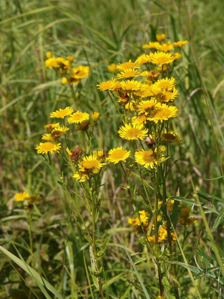 Девясил Сибирский Луговой