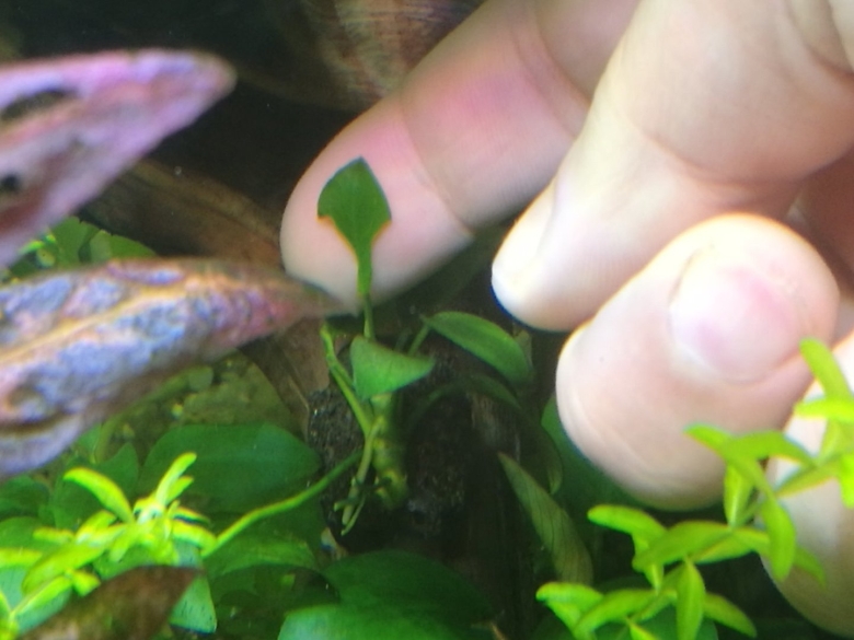 Налет на аквариумных растениях