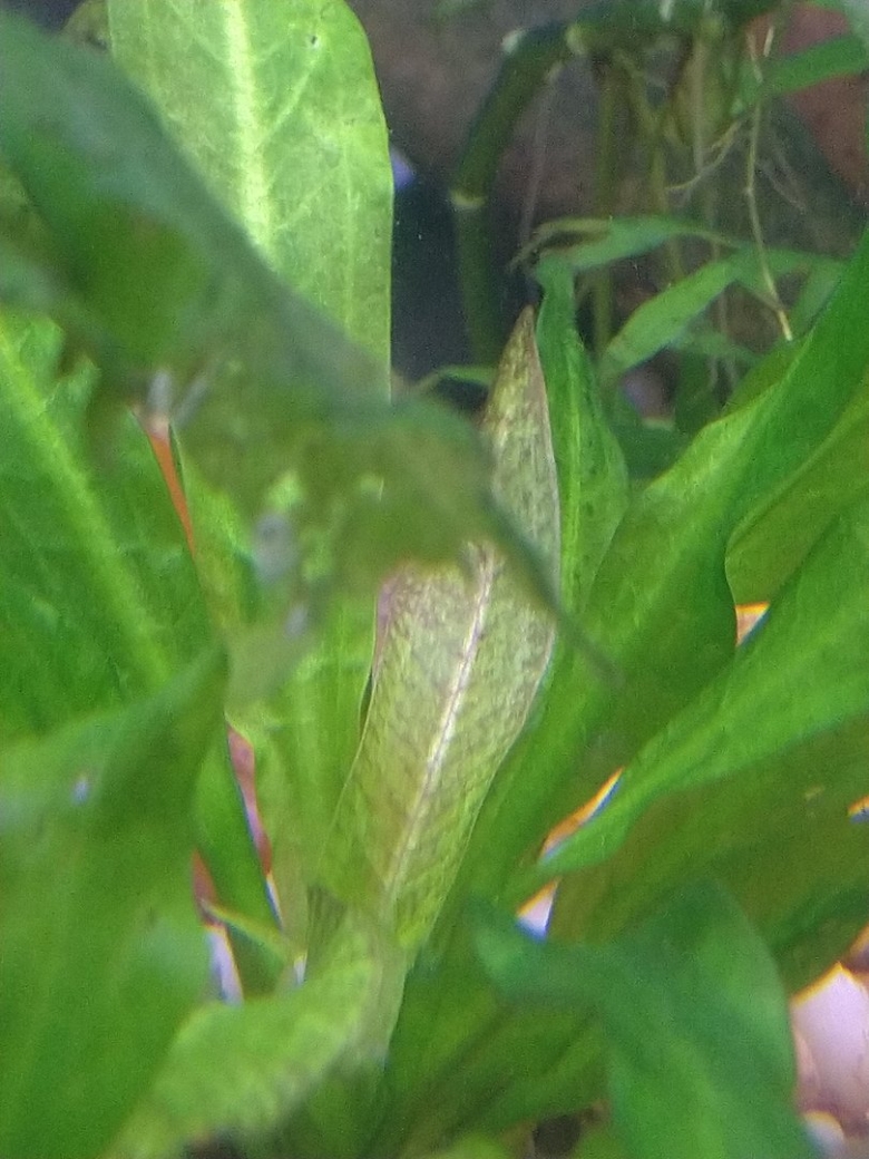 Болезни аквариумных растений по листьям