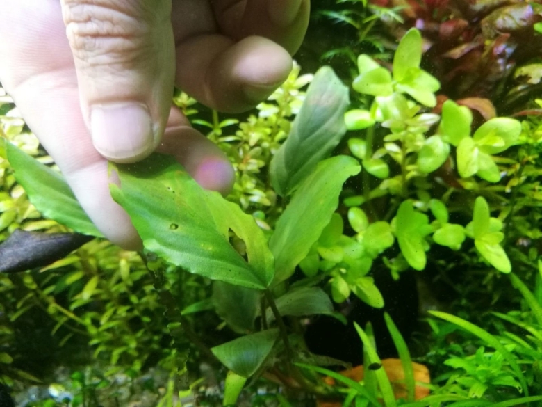 Аквариумное растение