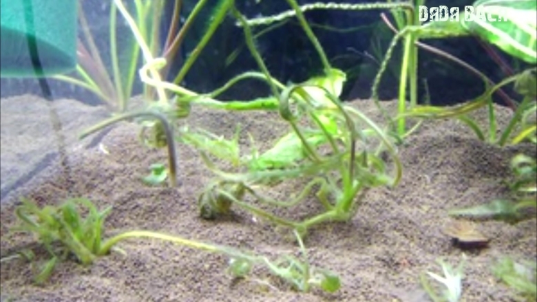 Криптокорина Вендта зеленый геккон