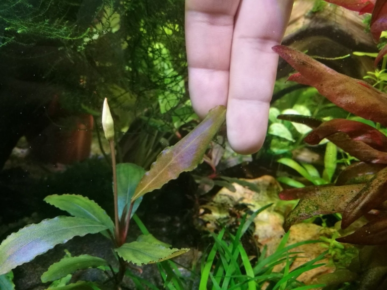 Гигрофила лимонник аквариумное растение