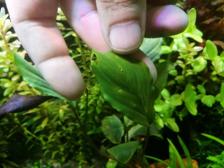 Хлороз листьев аквариумных растений