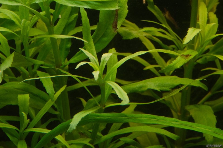 Погостемон Сампсонии