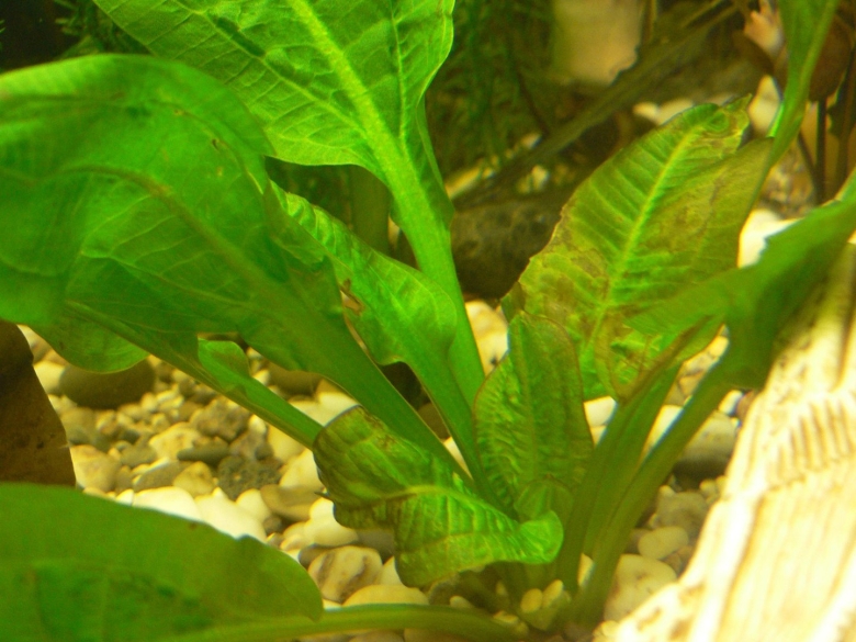 Эхинодорус Горизонталис