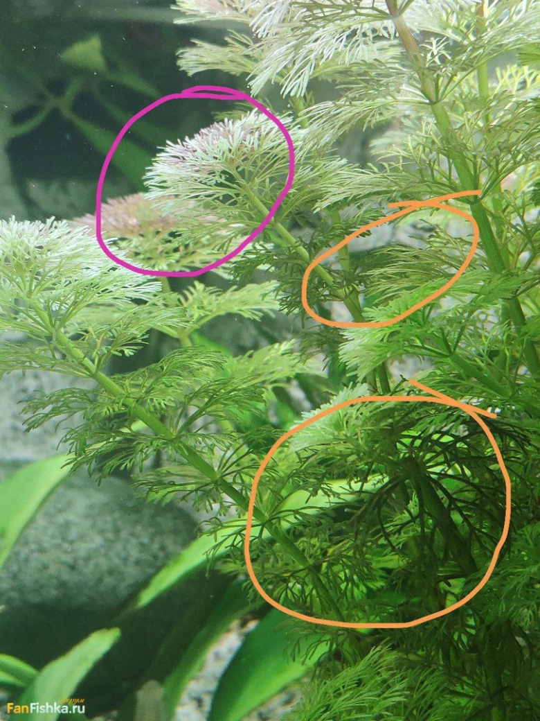 Роголистник аквариумное