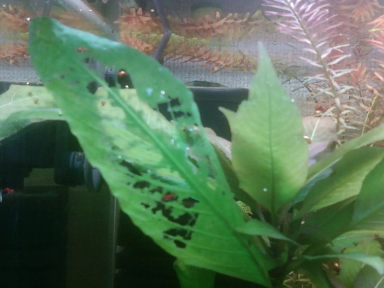 Хлороз листьев аквариумных растений