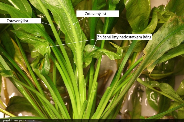 Хлороз криптокорины