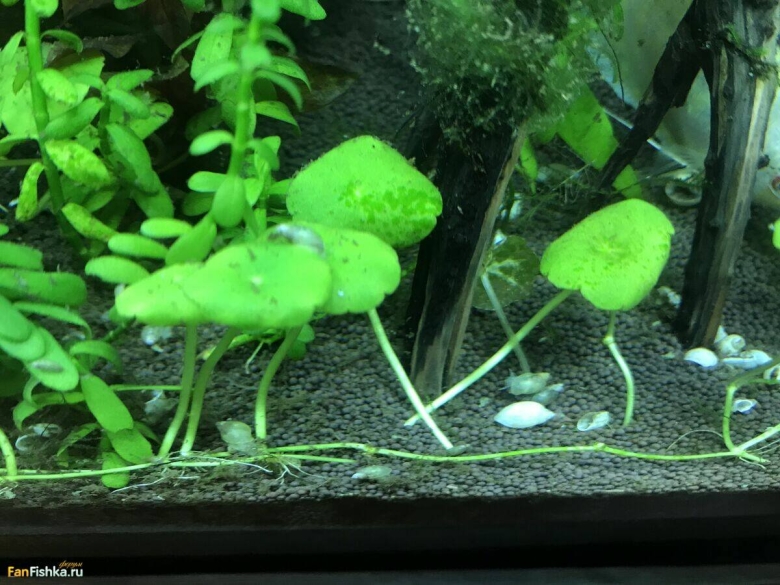 Гидрокотила трипартита аквариумное растение