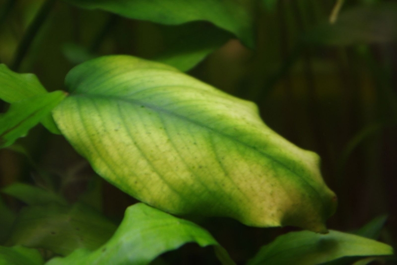 Хлороз аквариумных растений