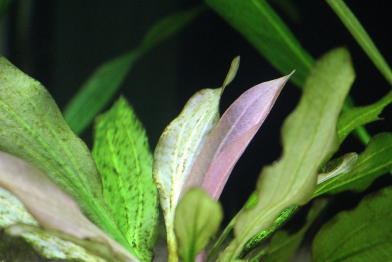 Буцефаландра Poseidon