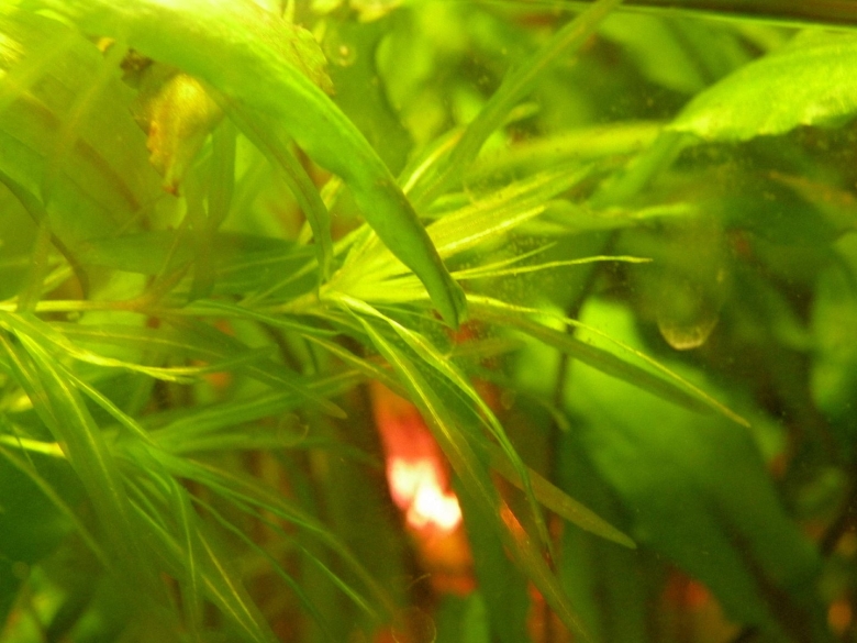 Наяс аквариумное растение