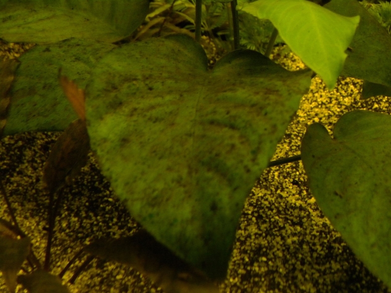 Хлороз листьев аквариумных растений