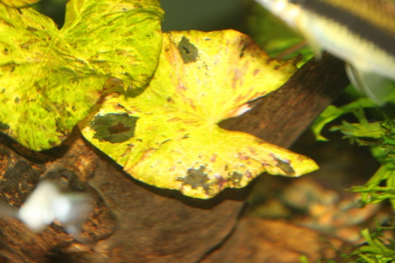 Криптокориновая болезнь растений в аквариуме