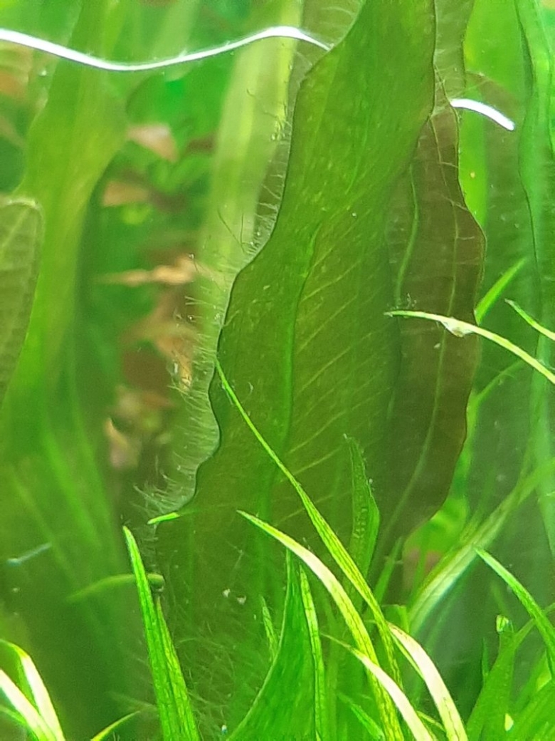 Заболевания аквариумных растений