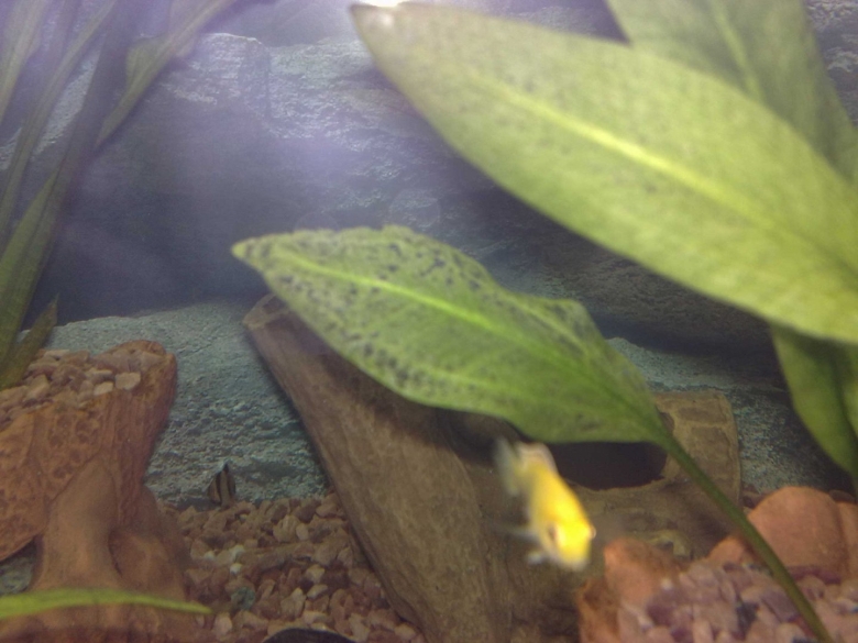 Коричневые пятна на аквариумных растениях