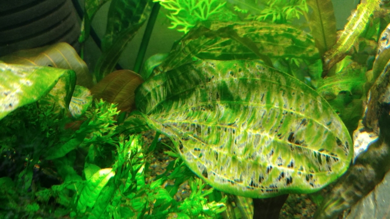 Людвигия Торнадо аквариумное растение