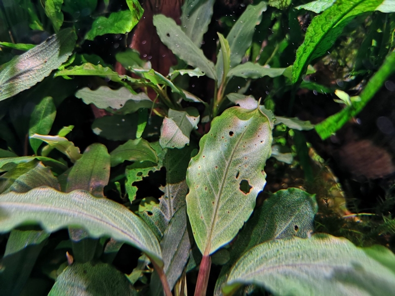 Буцефаландра Кэтрин