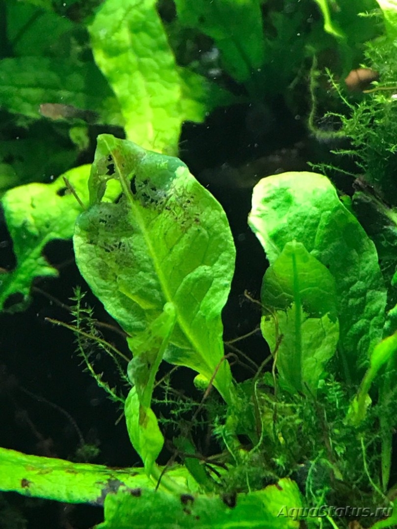 Хлороз аквариумных растений