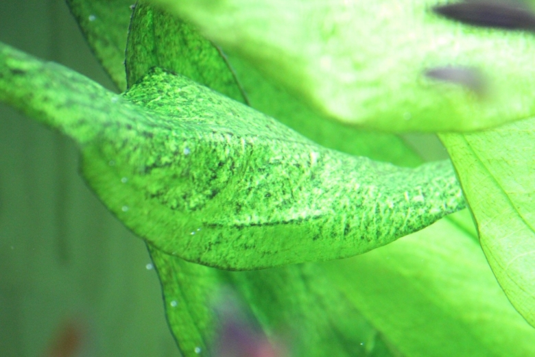 Хлороз листьев аквариумных растений