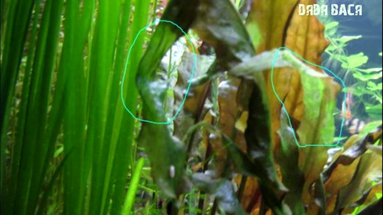 Криптокорина Нура